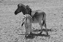 Zebra with young animal, Namibia by travelfoto