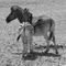 Namibia-tiere-10
