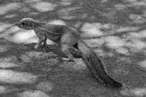 Erdmännchen, schwarz/weiss by travelfoto