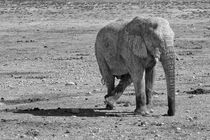 Elefant in Etosha National Park, b/w by travelfoto