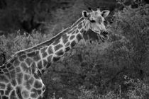 Giraffe in schwarz/weiss von travelfoto
