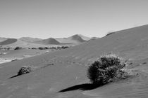 Sand dunes of the Namib by travelfoto