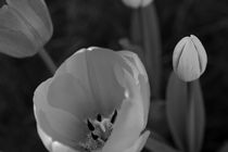 Tulips in black and white von travelfoto