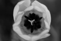 Tulip blossom, b/w by travelfoto