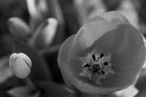 Tulip blossom, b/w by travelfoto