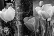 Tulips, b/w by travelfoto
