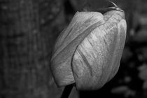 Tulips b/w by travelfoto