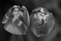 Tulips in black and white by travelfoto