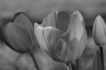 Tulips in black and white von travelfoto
