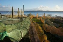 Fishing nets, Fredericia, Denmark von Stas Kalianov