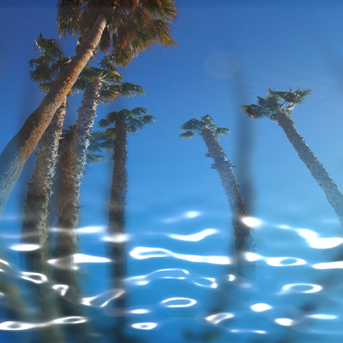 Water-palms