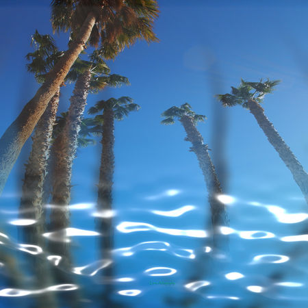 Water-palms