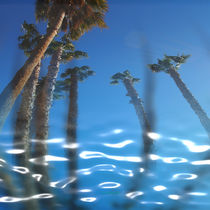 Water Palms von Stephen Lawrence Mitchell