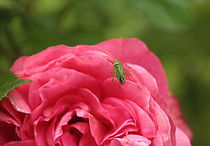 Rose mit kleinem grünen Gast, Rose with a little green visitor by Johanna Leithäuser