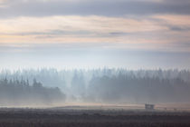 Misty Morning by Simone Jahnke