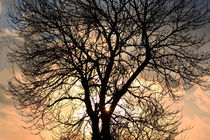 Strahlender Baum - Shining tree  von ropo13