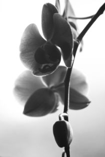 Orchid / Phalaenopsis by Heidrun Lutz