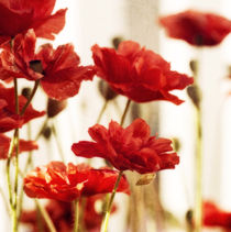 ruby red poppies by Priska  Wettstein
