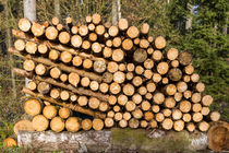 Holzpolter Brennholz von Daniel Kühne