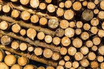 Holzpolter Feuerholz von Daniel Kühne