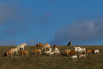 Kühe auf der Weide by Daniel Kühne