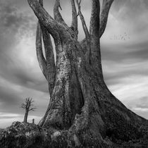 Gigantree by Dariusz Klimczak