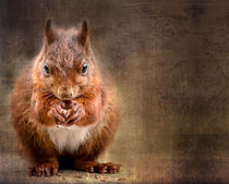 squirrel by Vera Kämpfe