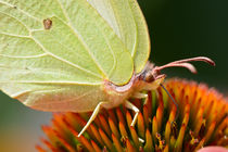 Zitronenfalter Detail mit Auge. Brimstone butterfly close-up by Katho Menden