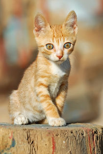 Niedliches Katzenkind. Cute red tabby kitten by Katho Menden