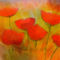 Lovely-poppies