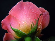 Pink Rose Macro by vitta