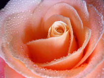 Gentle Rose by vitta