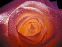 Pearl Rose by vitta