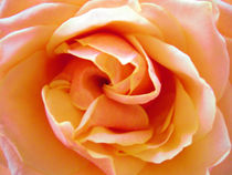 Orange Rose by vitta