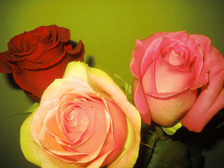 Trio-roses