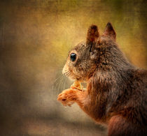 squirrel2 by Vera Kämpfe