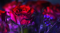 Colored Roses von Vera Kämpfe