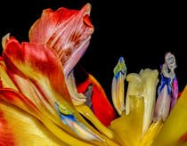 Tulip by Vera Kämpfe