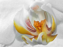 white orchid von Vera Kämpfe