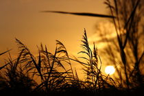 Sonne im Schilf - Sun in the reeds von ropo13
