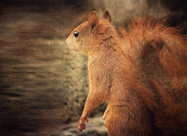 Red Squirrel by Vera Kämpfe