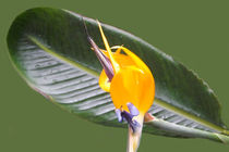 Blüte und Blatt von lorenzo-fp