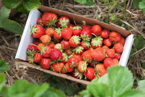 Fresh picked strawberries by Matilde Simas