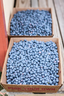 Farm Fresh picked blueberries von Matilde Simas