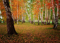 Autumn forest by larisa-koshkina