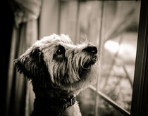 Curious Schnoodle by Jon Woodhams