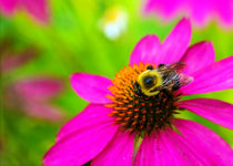 A Bee and Reverie von Jon Woodhams