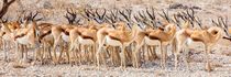 Springbok in Etosha National Park Namibia, Africa von Matilde Simas
