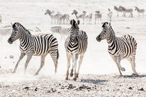 Plains Zebra from Northern Namibia Running von Matilde Simas