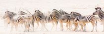 panoramic - Hartmann's mountain zebra from Northern Namibia von Matilde Simas